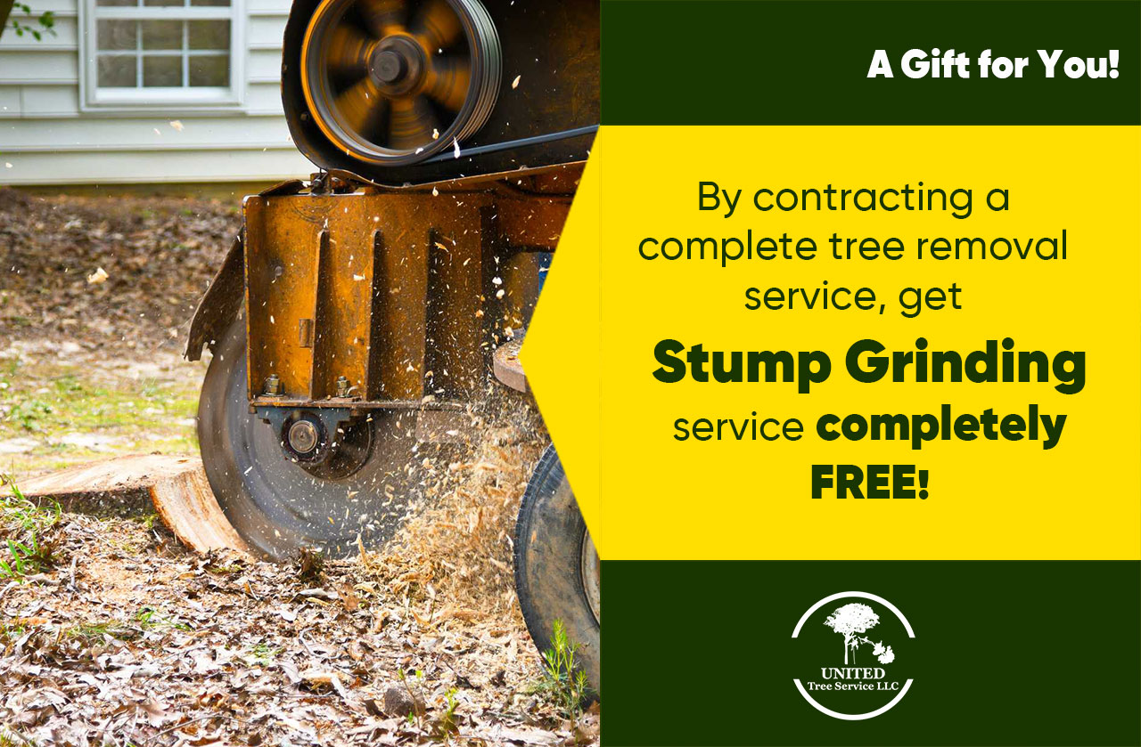 By contracting a complete tree removal service, get a free stump grinding service!