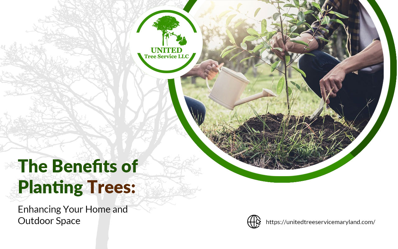 The Benefits of Planting Trees A Comprehensive Guide