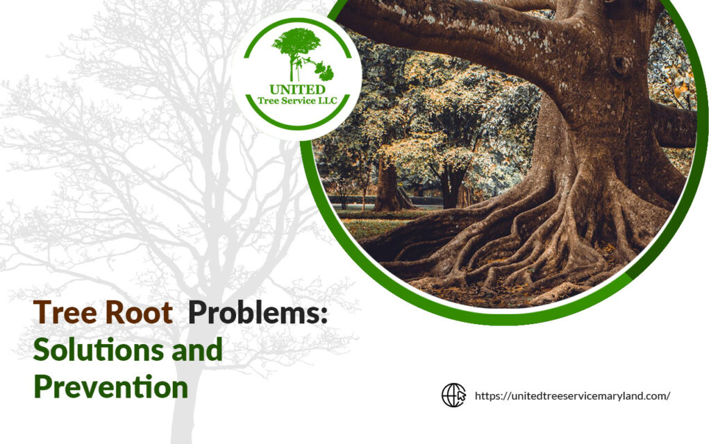 Tree Root Problems: Effective Solutions and Prevention Tips