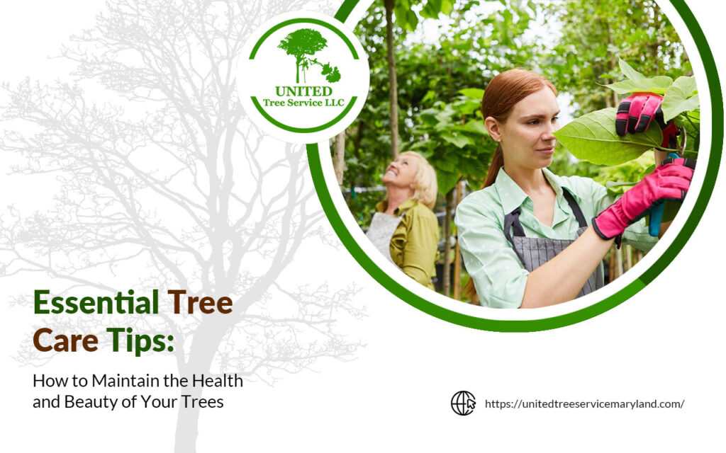 Tree Maintenance Tips Tree Care Tips: How to Maintain the Health of Your Trees