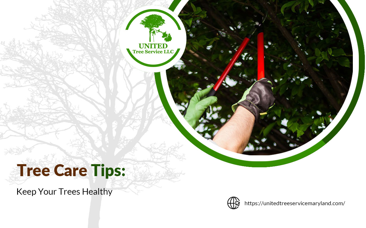 Pruning goes beyond simple branch trimming; it's an art that enhances your trees' health and aesthetics.