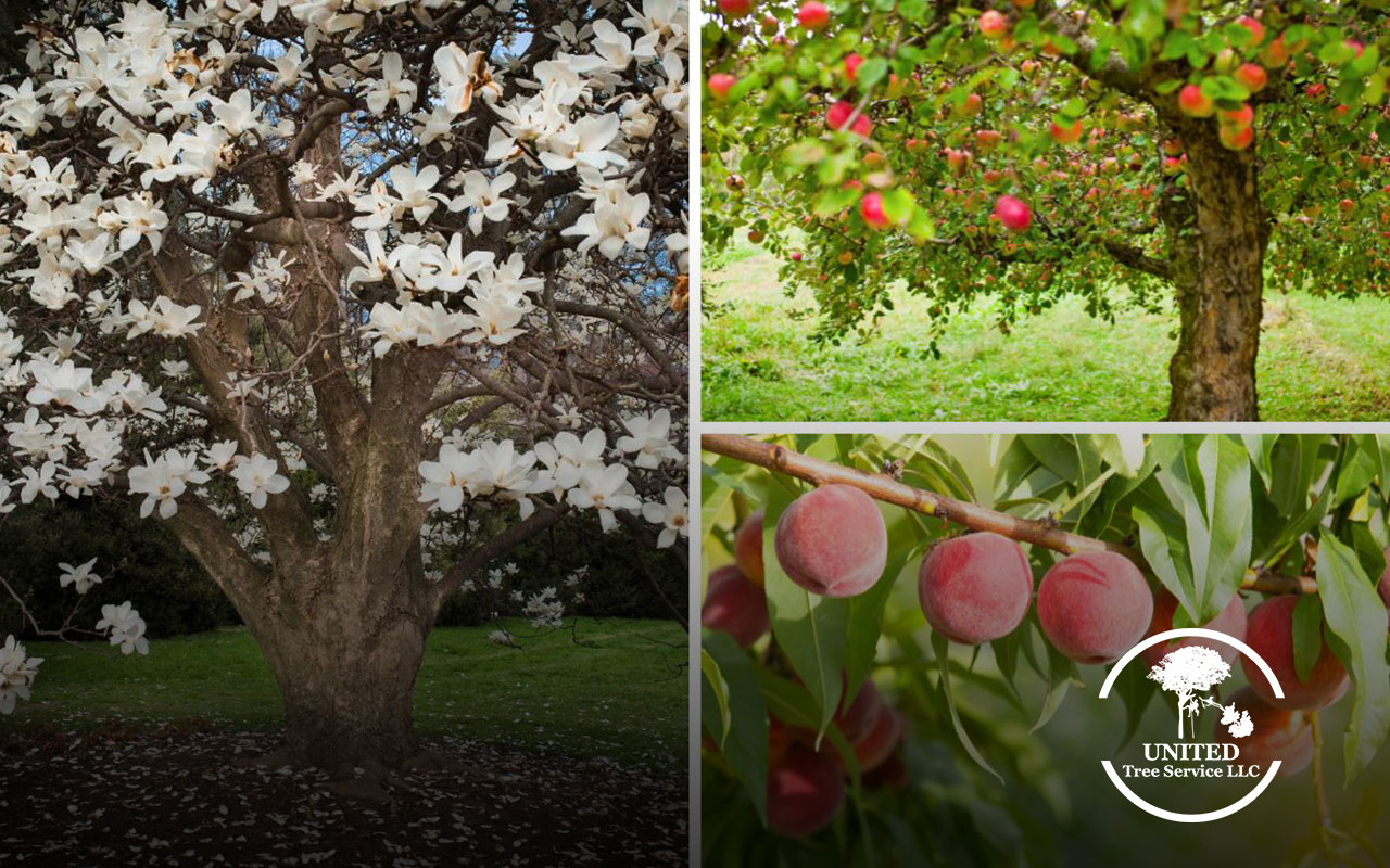 showcasing trees suitable for planting.