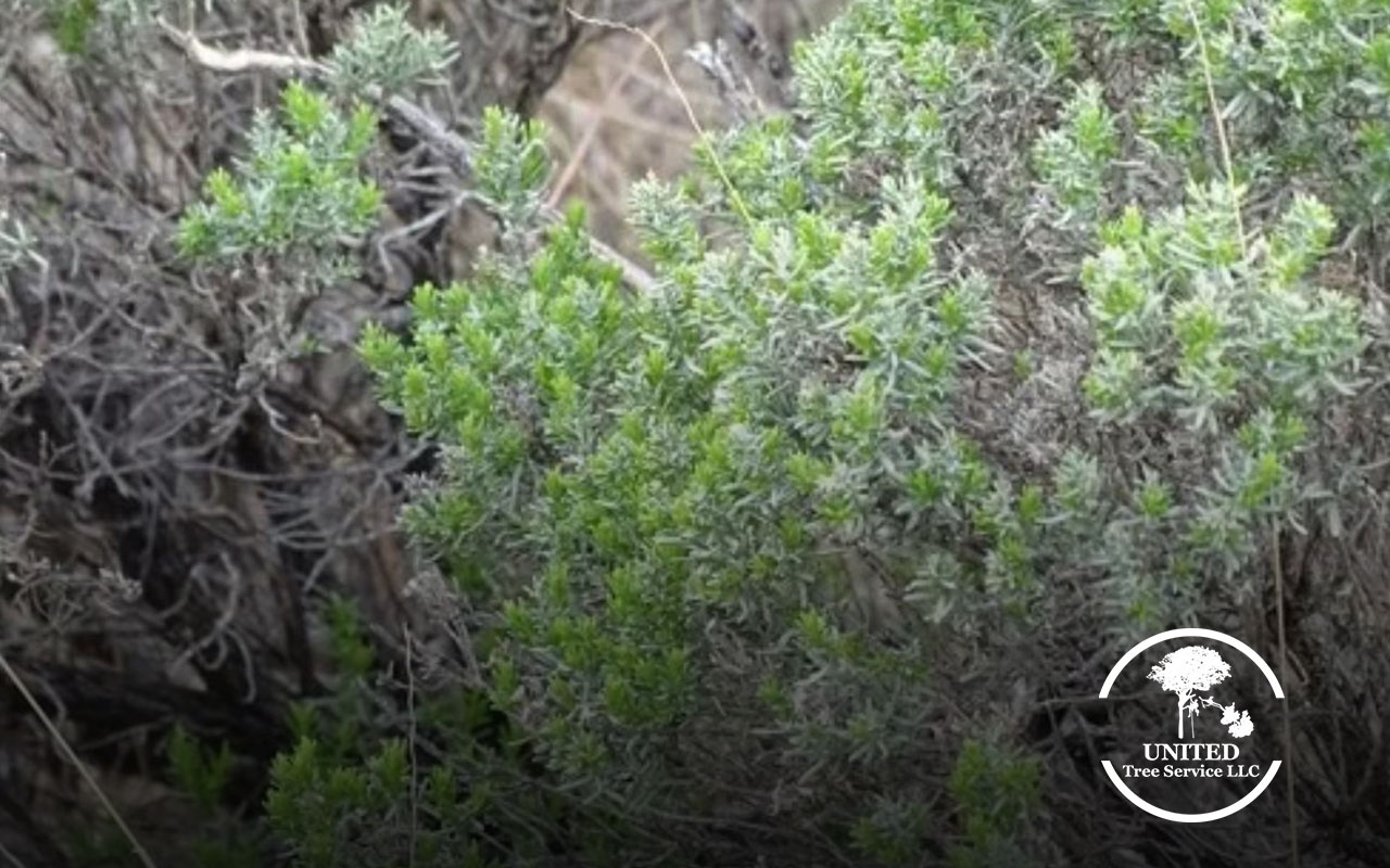 Bushes stressed during drought season.