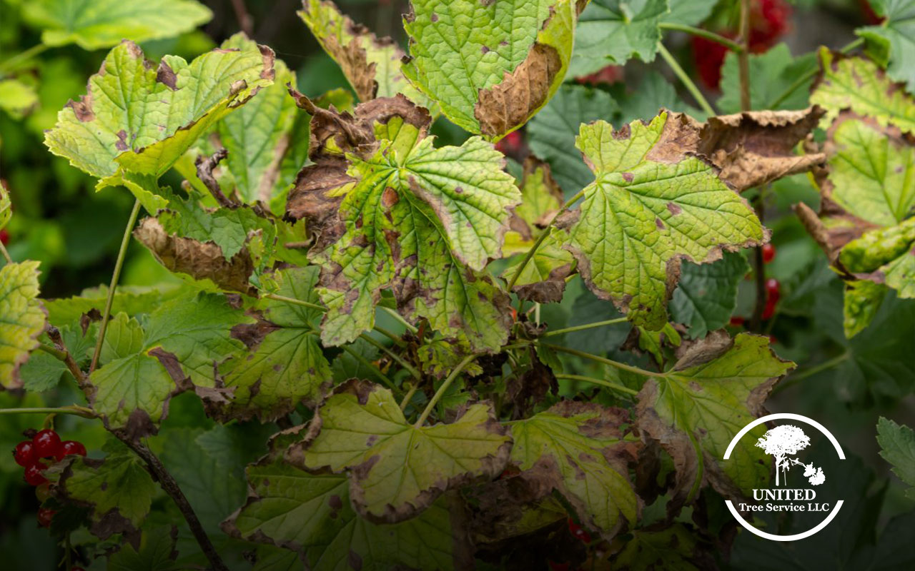 Bushes affected by pest damage