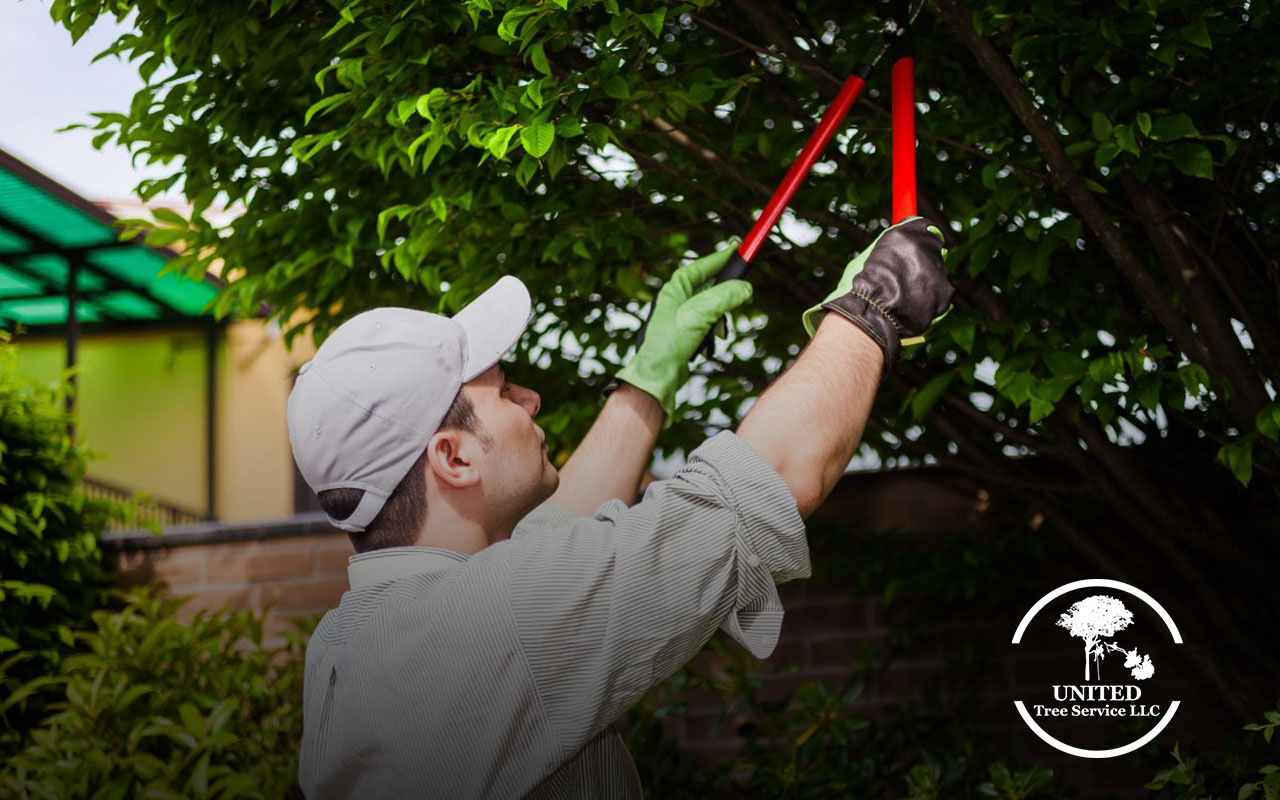 Expert arborist performing crown reduction for tree longevity.