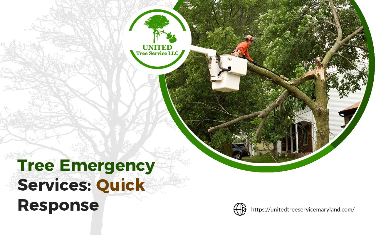 Professional team providing tree emergency services.