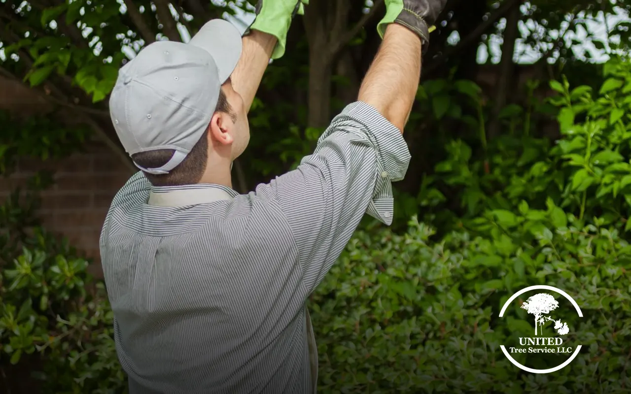 When to Trim Oak Trees: Guide for Healthy Growth