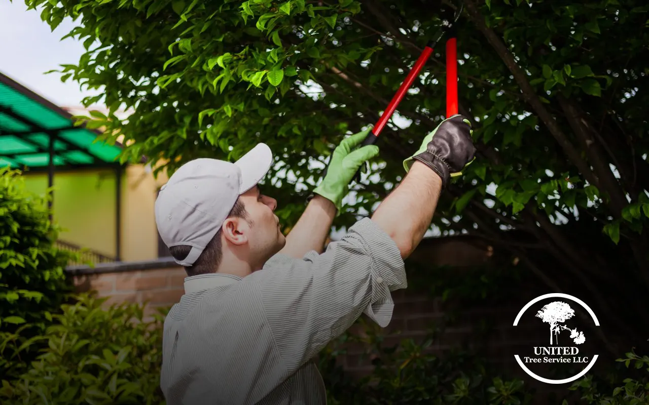 Optimal season for trimming oak trees in early spring