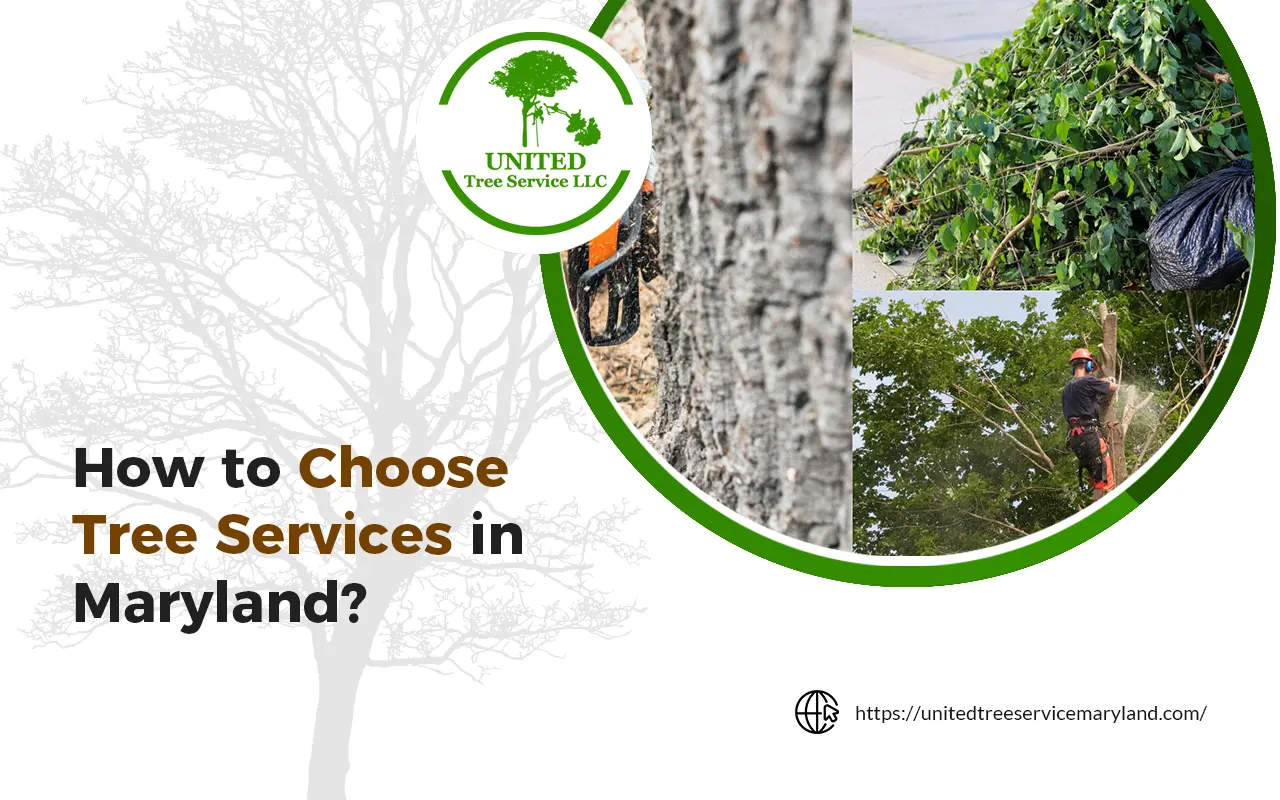 How to choose tree services