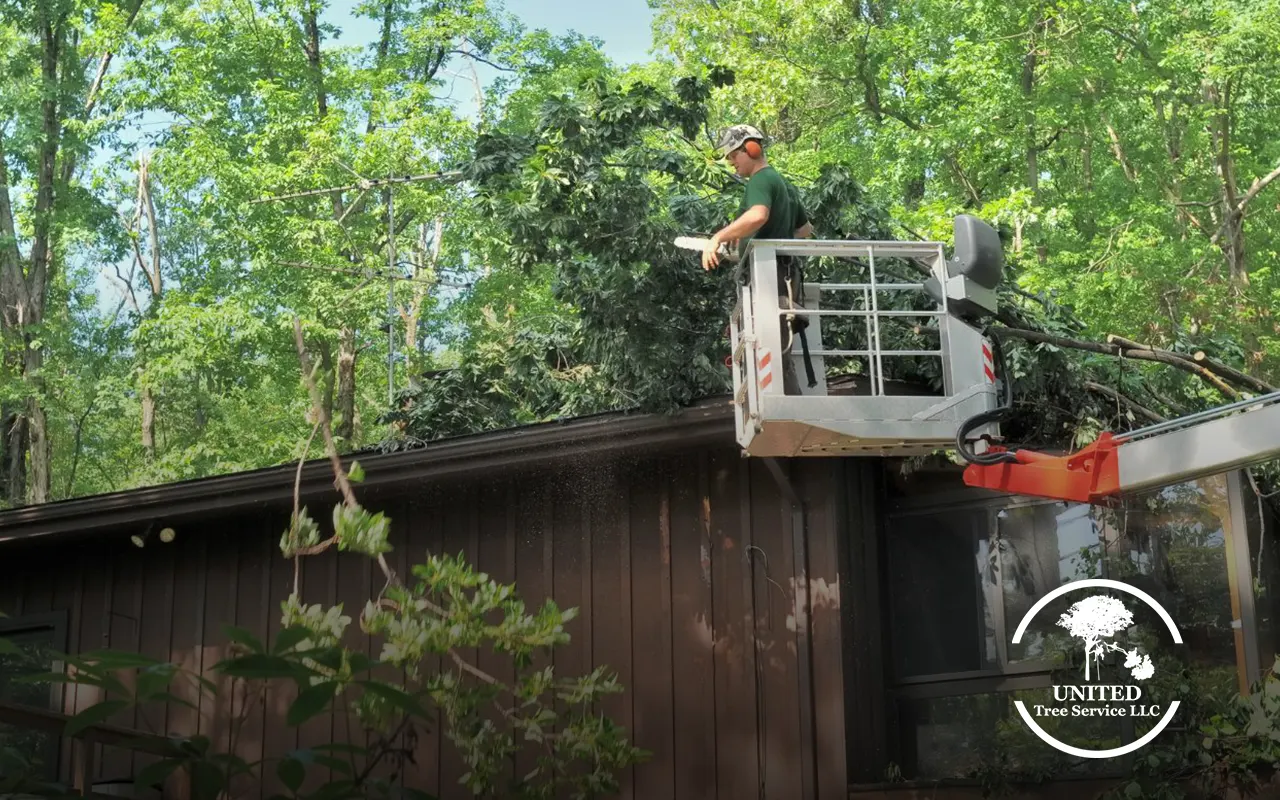 Guide on how to choose tree services, featuring local arborist consulting.