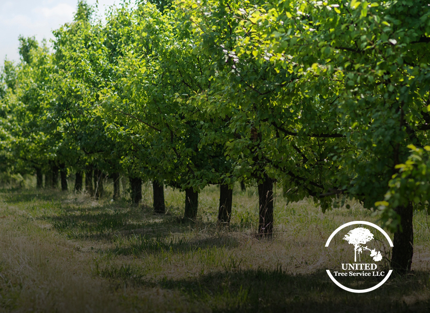 Beautifully maintained landscape featuring healthy, well-trimmed trees.