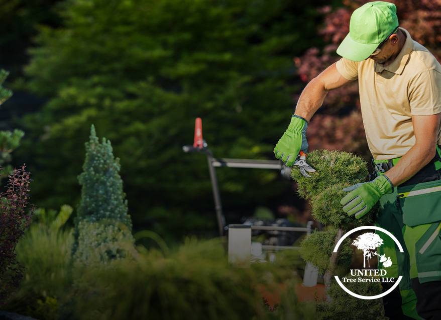 Certified arborist performing complex tree pruning to ensure safety and tree health.