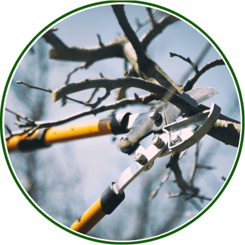 Pruning Best Practices