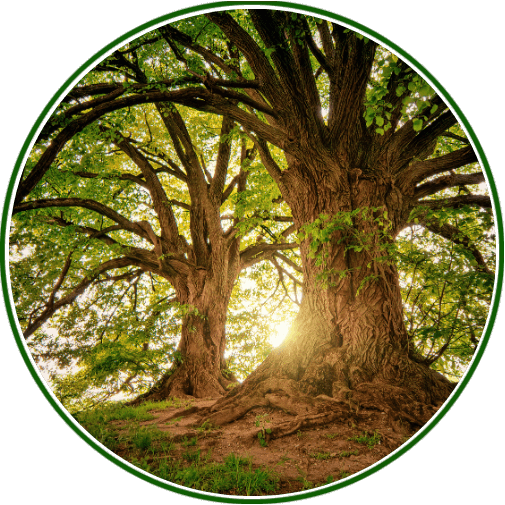 Tree Health & Maintenance
