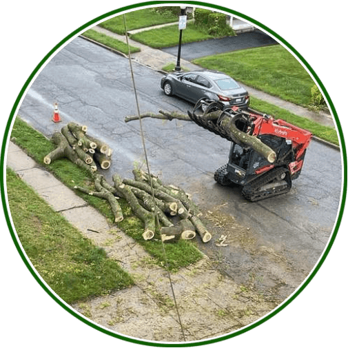 Choose Safety with Tree Removal in Columbia, MD
