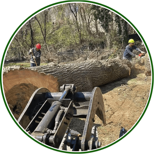 Trust Experts for Tree Removal in Columbia, MD Today