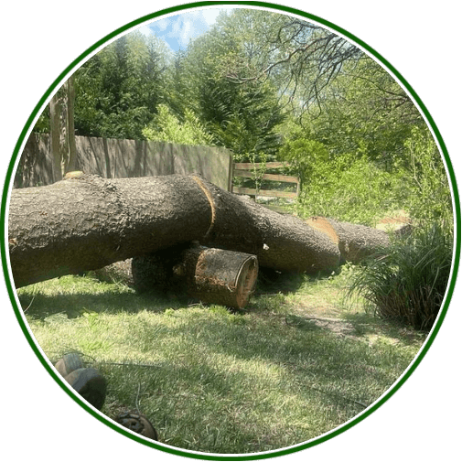 Secure Tree Removal in Glen Burnie, MD Today