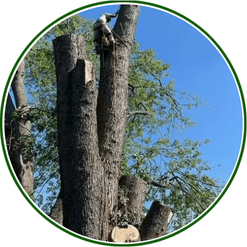 Experience the Benefits of Tree Trimming in Glen Burnie, MD