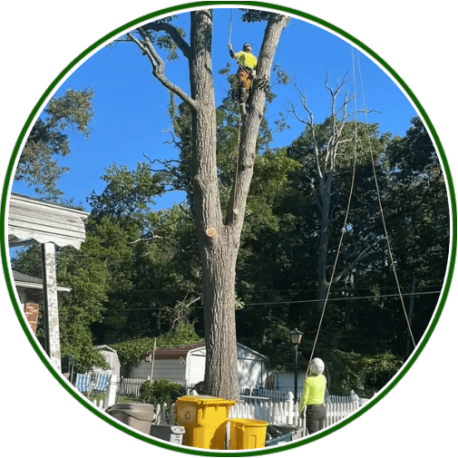 Act Now and Save with Tree Trimming in Glen Burnie, MD