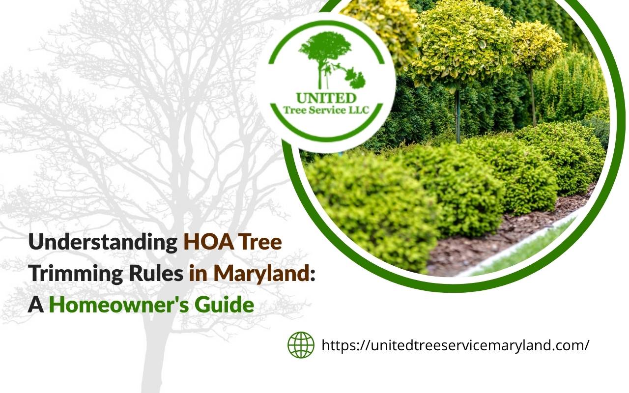 Certified arborist performing tree trimming under HOA rules in Maryland