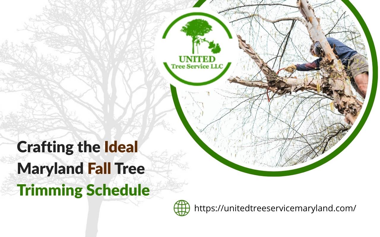 Professional arborist working on a maryland fall tree trimming schedule