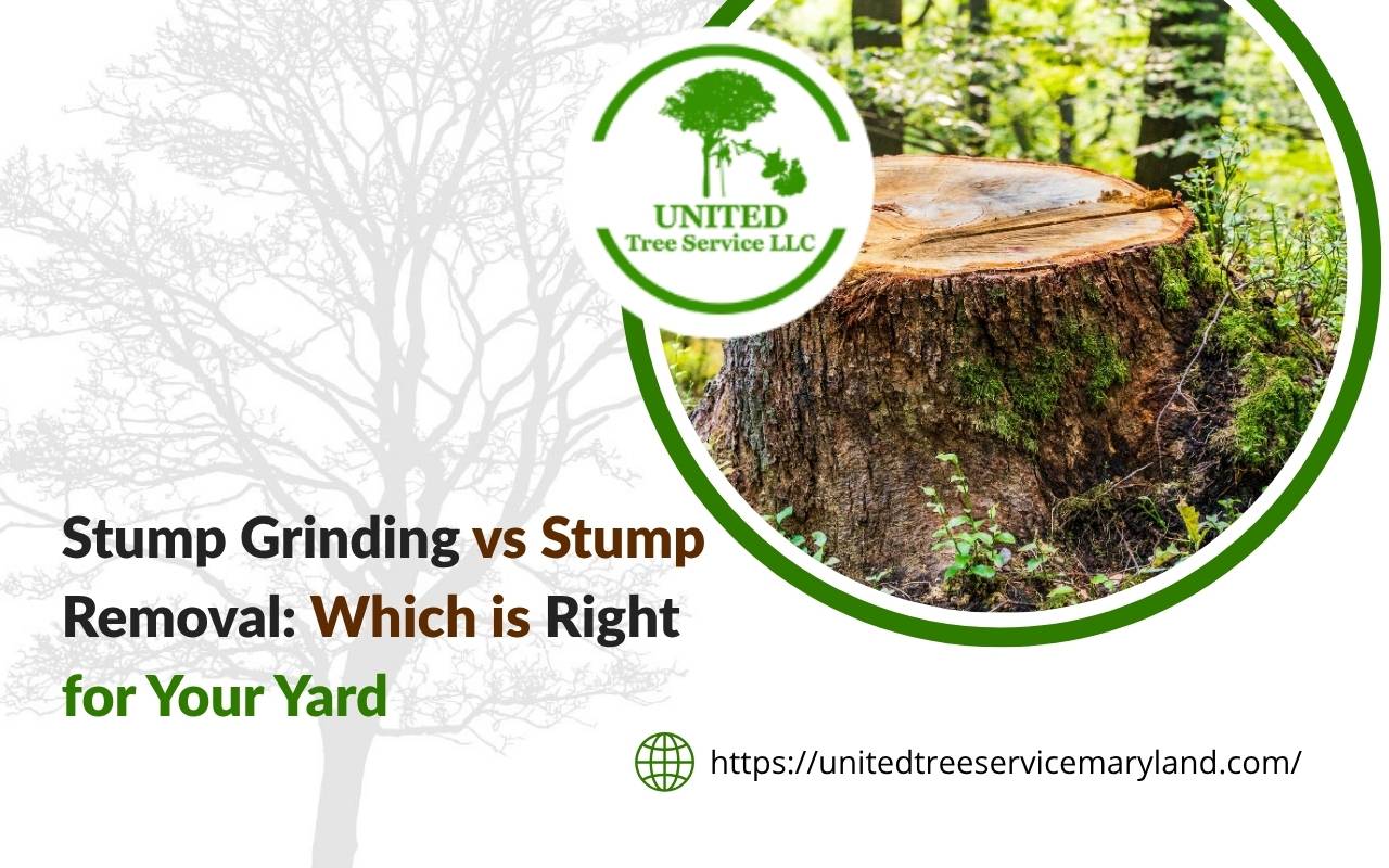 Understanding the stump grinding vs stump removal process in residential yards