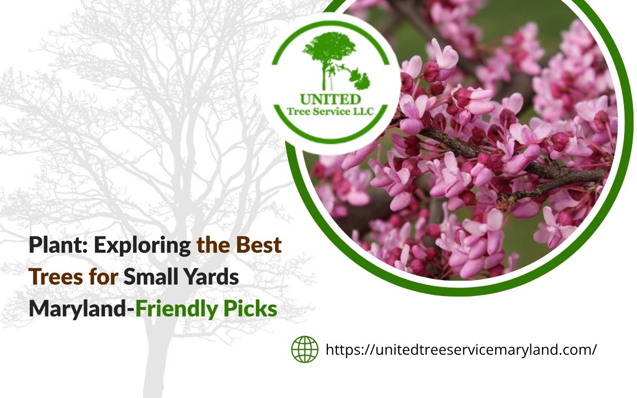 Eastern Redbud as a perfect choice for best trees for small yards Maryland