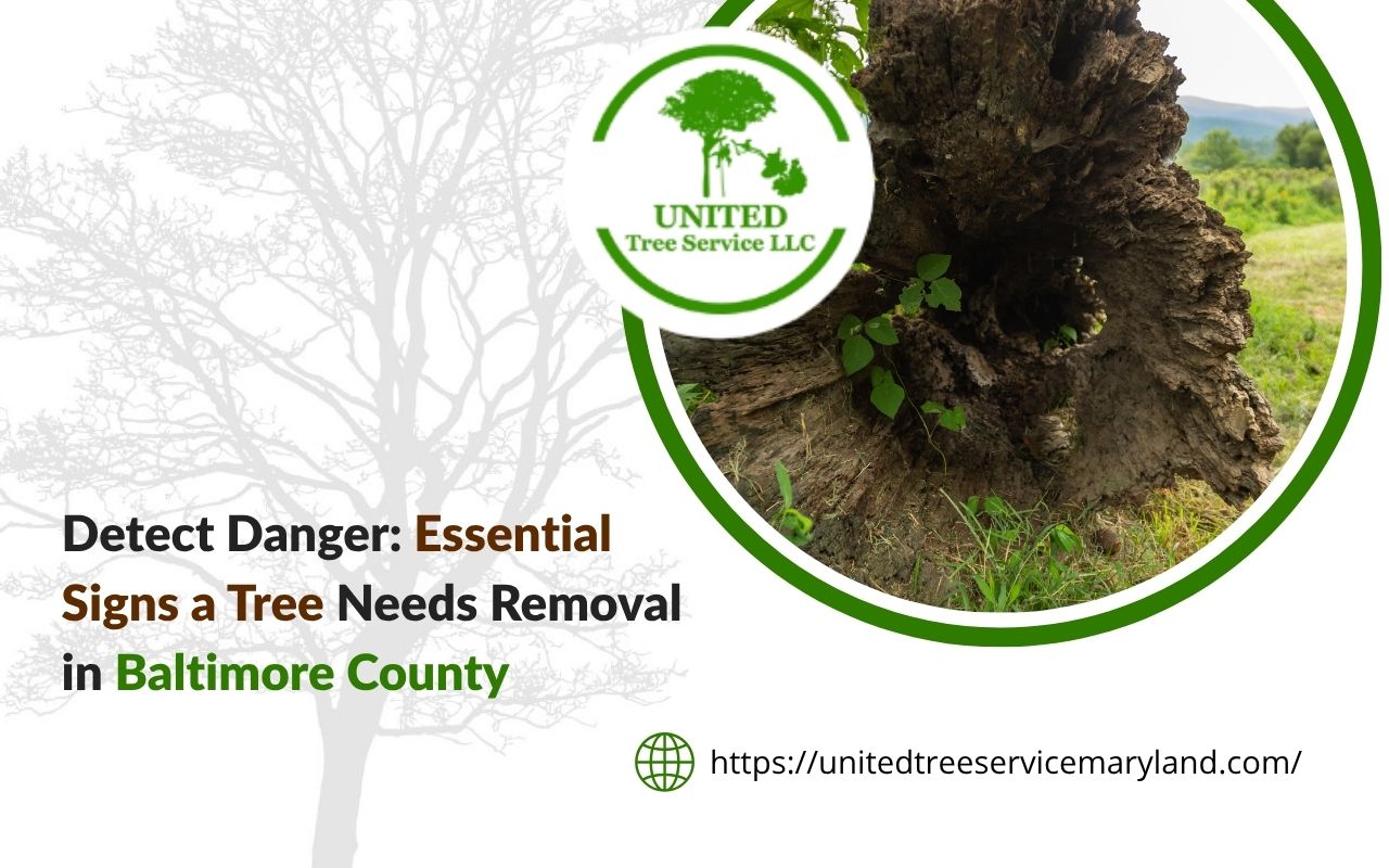 Hollow trunk as a warning sign for tree removal in Baltimore County