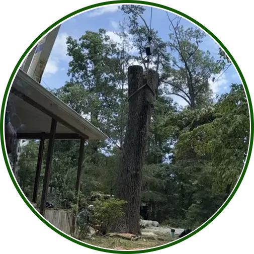Crane lifting large tree trunk during tree removal beside a house