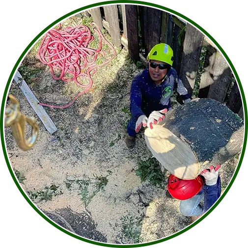 Certified crew performing professional tree removal in Ellicott City, MD.