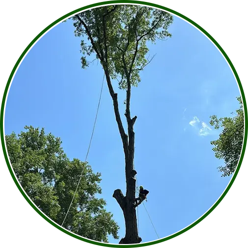 Arborist climbing and pruning tall tree with ropes during tree trimming