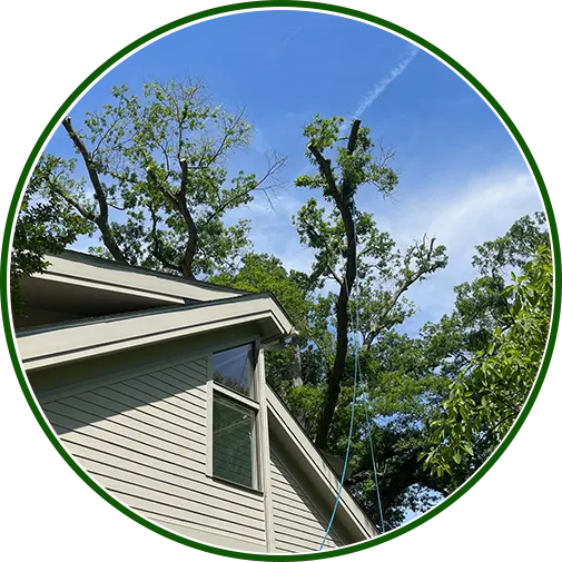 Rope-assisted tree trimming near a residential roof on a clear day