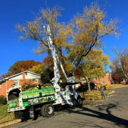 Tree Services - Tree Removal - United Tree Service, LLC