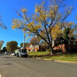 Tree Services - United Tree Service, LLC