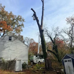 Tree Services - Tree Removal - Process - United Tree Service, LLC