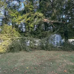Tree Services - Tree Removal - United Tree Service, LLC