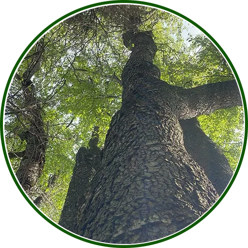 emergency-tree-services-image1