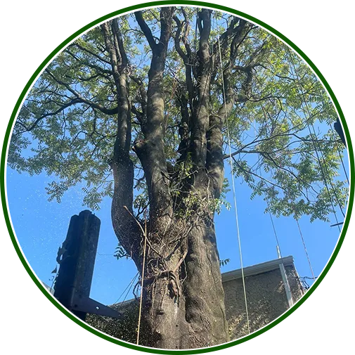 emergency-tree-services-image2