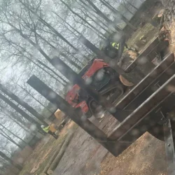 recent-gallery-united-tree-service-llc-12