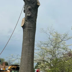 recent-gallery-united-tree-service-llc-13