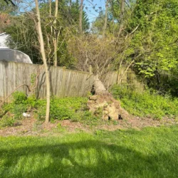 recent-gallery-united-tree-service-llc-15