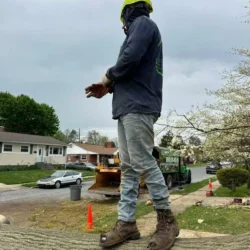 recent-gallery-united-tree-service-llc-19