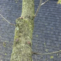 recent-gallery-united-tree-service-llc-3