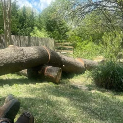 recent-gallery-united-tree-service-llc-4