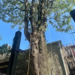 recent-gallery-united-tree-service-llc-7