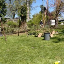 recent-gallery-united-tree-service-llc-9