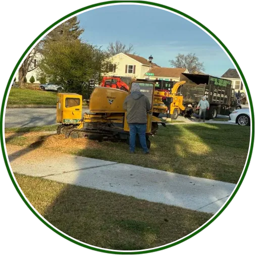 stump-grinding-services-image