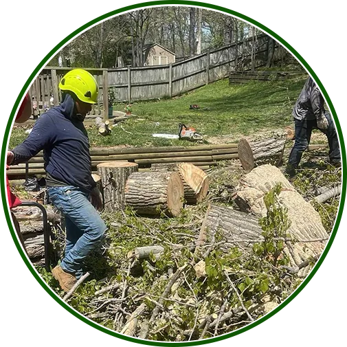 tree-removal-baltimore-image1
