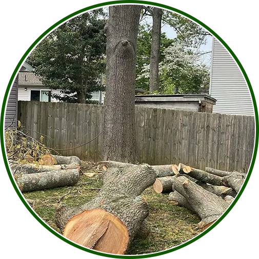 tree-removal-baltimore-image2