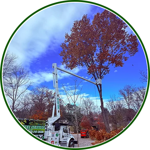 tree-removal-pasadena-image1